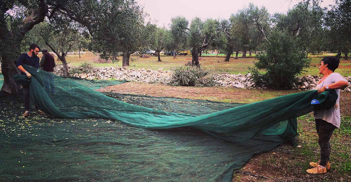Sicilian olive oil, a guaranteed variety. the best being Tonda Iblea, Moresca or Nocellara Etnea from the province of Syracuse, Catania and Ragusa.